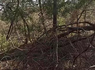 Am I Getting Fucked Like A Bitch In The Forest?