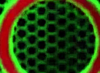 Andi Ray milks Rome Major's BBC