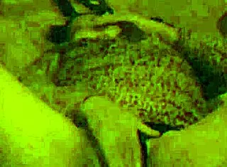 bent over latina fucking