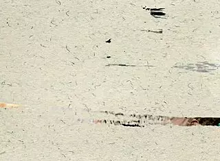 Jazmin models two-tone bikini, but her ass shaking suggests more than just photoshoot with natural tits