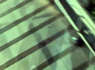 we went to fast food for public lesbian action with natural tits