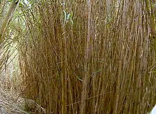 Young French Angela Kiss Jerks Off And Gets Fucked In The Reeds!