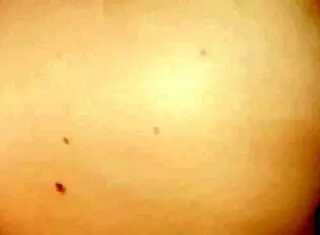 Latina stepmother plays domestic employee with stepson in quickie