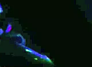 Dirty bestie fuck doggystyle blowjob with big cock.