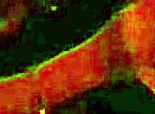 Paid a mature milf for blowjobs all night long