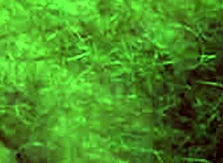 Look at this hairy pussy pissing doggy style. Squatting mature blonde with gorgeous ass urinates at home in amateur close-up.