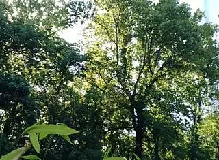 Whoa, public jerkoff at the park with my big cock, cum shot everywhere 😱 hope no one spotted me!