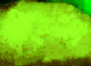 Real myanmar couple rides hard on the bed in homemade style