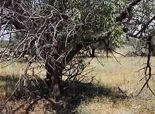 Hey shy aboriginal milf, why not dance outdoors in cosplay costume? Isn't that tempting for some mature amateur fun?