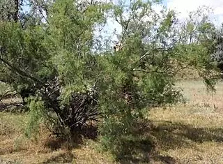 Hey shy aboriginal milf, why not dance outdoors in cosplay costume? Isn't that tempting for some mature amateur fun?