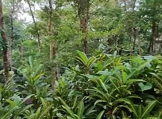 Horny Filipina girlfriend gets a risky outdoor creampie from her interracial lover while almost getting caught