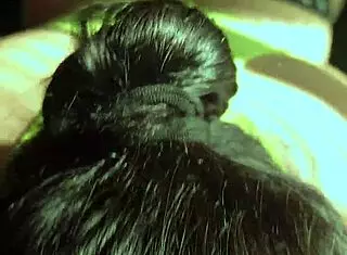 Booty BBW Amateur Gets Bent Over in Doggystyle with Small Cock Pounding Her Fat Ass!