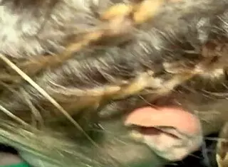 嘿无情猛烈颜交深喉呛咳舔蛋超狂野