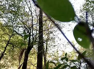i feel so excited masturbating my wet clit outdoors in the forest for homemade solo orgasms with flashing and exhibitionist vibes