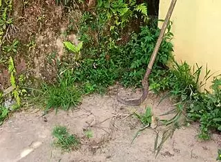 Ei Gostoso Stops Masked Bandit Invading House For Amateur Big Ass Cumshot Action!