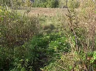 Hiking vlogger Black Lynn sucks big cock outdoors in nature adventure! 🌳🍆