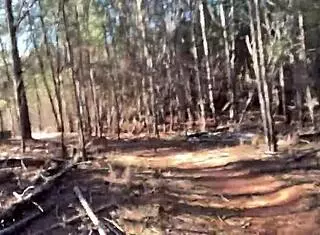 clitlicker662 shares an intriguing update from dec 12 2024, capturing solo outdoor masturbation in the forest with naked exhibitionist flashing and sloppy clit play