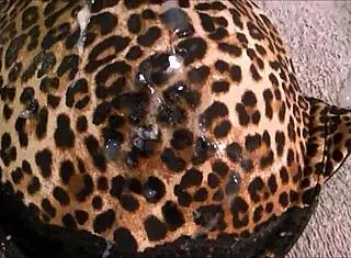 Jerking and Cumming on 36D Bra!