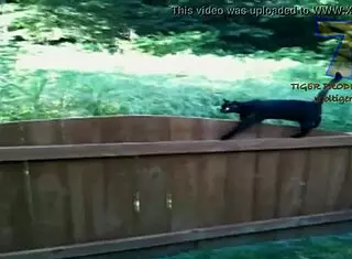 Young Girl Reveals Hairy Beaver In Funny Comic Scene