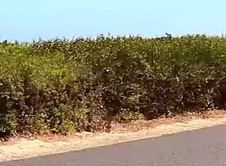 The exciting van life of an australian couple