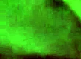 阿尼亚蒂·巴博萨操爆帕蒂大屁股后热舞狂扭！