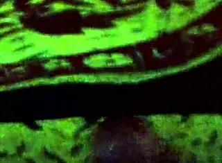 Indian Maid with Big Boobs Makes Me Cum