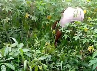 King's ebony maid gets fucked by two guys outdoors on the cassava farm