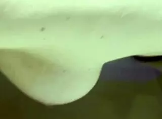 Amateur milf masturbates with dildo in her delicious ass