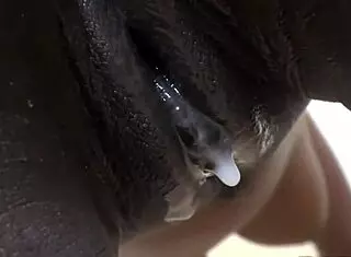 Interracial POV action with ebony amateur bent over for doggystyle. See the creampie finish up close!