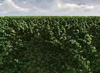 the singer episode 4 with redhead petite girl in rough scene