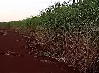 com meu cuzinho piscanu dei para meu professor pal grande 😏