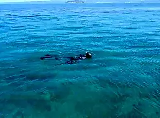 Look at this drone catching us flashing on a nudist beach!