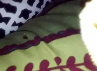 anal dp with dildo? you want that