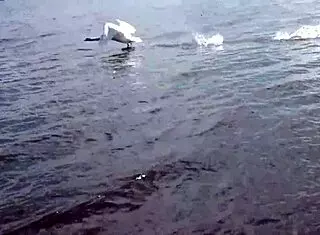 czech beauty, show me that pussy on beach?