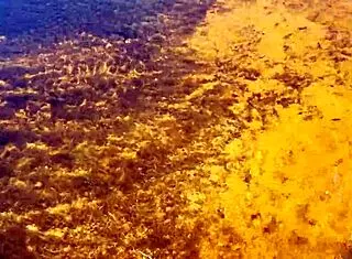 Bruninha Fonseca discovers nudist beach with Joao for the first time