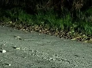 i had the hottest sex with a stranger right there on the road, feeling so alive