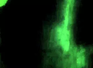 Early Morning Encounters With Passionate Licking And Big Asses