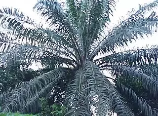 Ran Naked When Husband Came Back, Bent Over With Tits And Pussy Exposed!