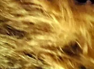 Mature Milf Sucks Step Cock Deep and Hard in Bedroom