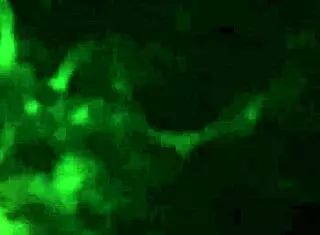 Gay guy boldly sucks and deepthroats cock to swallow cum. He handles it all passionately.