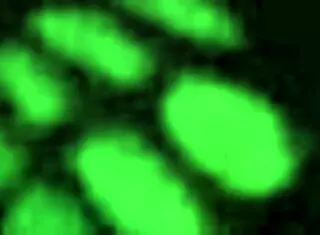 Sexy Cd Takes A Nice Load In Doggystyle Bent Over