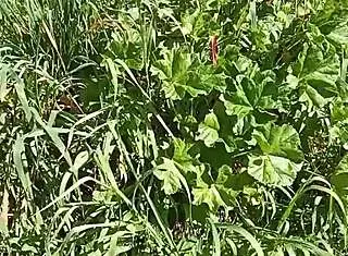 Gretala Excites And Orgasms In Cave