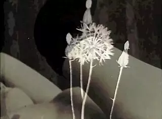 My Secret Vintage Granny Life