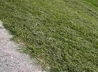 Sexy Latina Pornstar Gives Monster Cock Blowjob in Tunnel