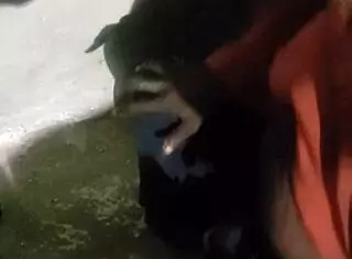 验证视频第一部黑人口交😏