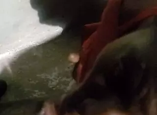 验证视频第一部黑人口交😏