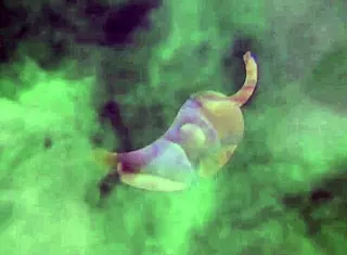 latina bent over for assfucking in shopping with big ass