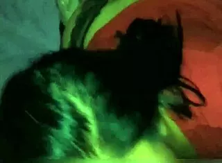 Amateurs perform oral sex in casual setting