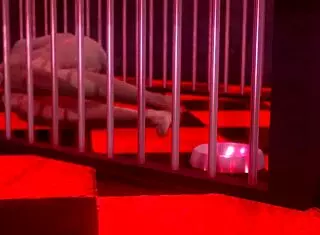 Femdom Experience Filled With Intense Emotions In Hentai