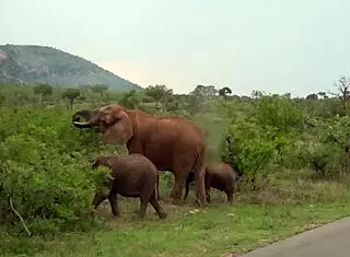 my ebony girlfriend craves rough safari pounding